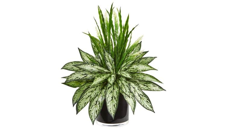 Silver Queen and Grass Artificial Plant in Black Vase | Rental Silver Queen and Grass Artificial Plant in Black Vase | Rental