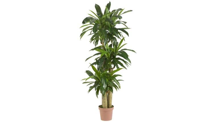 Corn Stalk Dracaena Silk Plant (Real Touch) | Rental