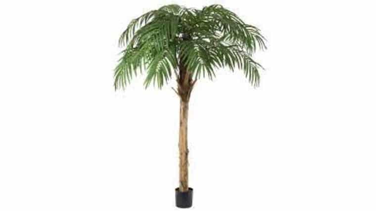 10.5′ Fountain Palm Tree | Rental 10.5′ Fountain Palm Tree | Rental