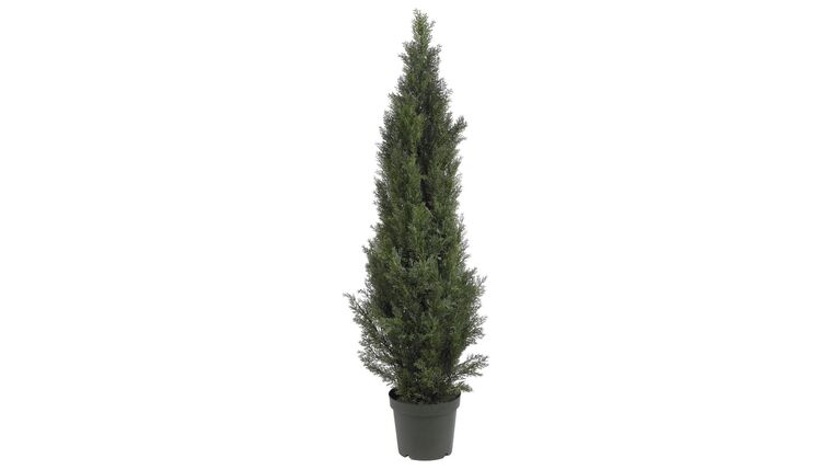 5′ Mini Cedar Pine Tree (Indoor/Outdoor) | Rental 5′ Mini Cedar Pine Tree (Indoor/Outdoor) | Rental